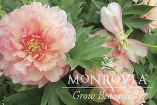 peachy pink truly scrumptious itoh peony garden candy monrovia grow beautifully