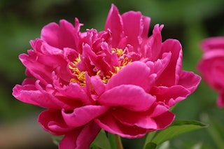 pink karl rosenfield peony