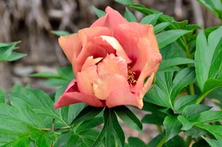 old rose dandy itoh peony