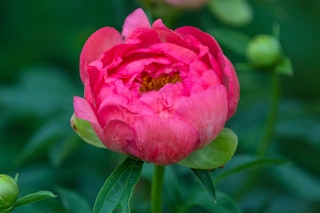 pink cytherea peony