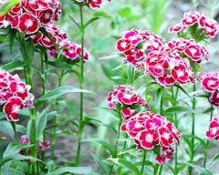 dianthus perennial