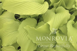 dancing queen hosta monrovia grow beautifully