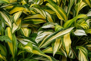 rainbows end hosta