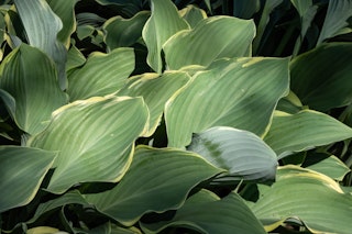 regal splendor hosta