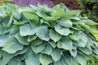 big daddy hosta in garden