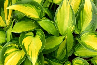 june spirit hosta