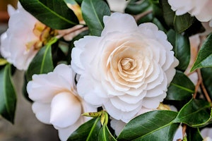 Nuccio's Gem Camellias