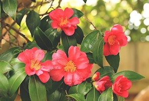 Orange-Red Camellias