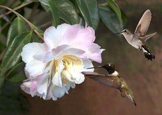2 hummingbirds near a white and pink rose