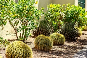 ball cactus summerwinds arizona