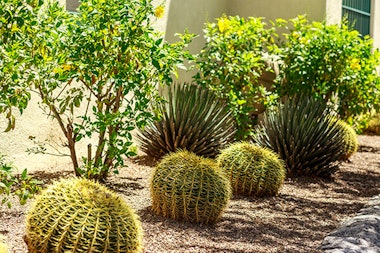 Healthy root balls on a cactus