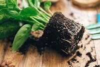 Unpotted houseplant with healthy roots.