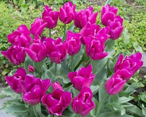 Tulips