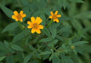 Mt. Lemmon Marigold