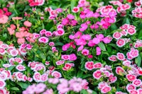 Pink dianthus