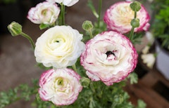 ranunculus pastel colors