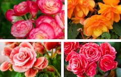 begonias picotee mix assorted colors in one pack