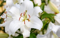 white big news lily