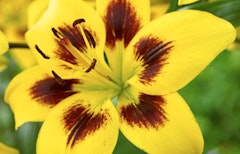 yellow with rusty brown markings pieton lily