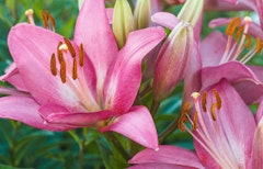 pink palena lily