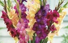 mardi gras gladiolus mix low res image