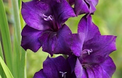 purple flora gladiolus