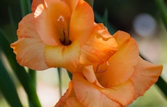 prince of orange gladiolus