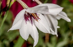 fragrant gladiolus