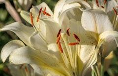 belcastro lily