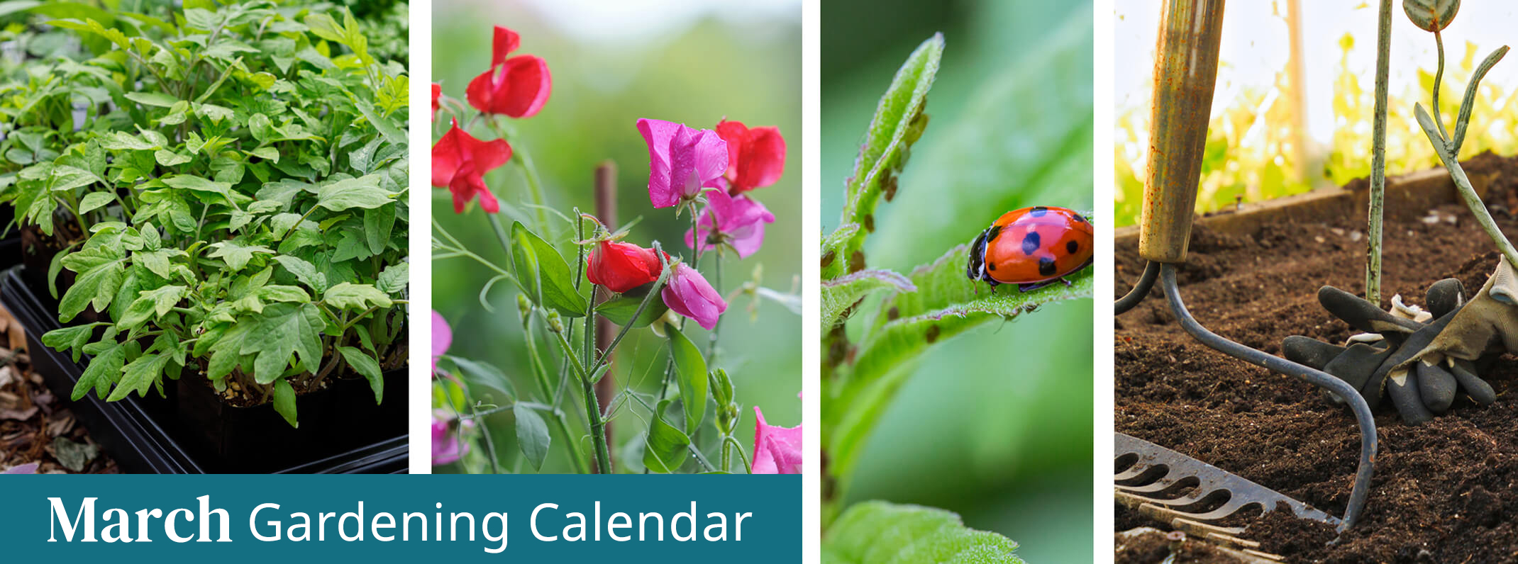 march gardening calendar seedlings sweet peas, lady bug heading towards aphids and prepping soil