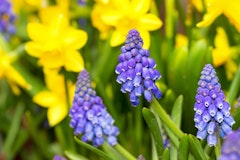 daffodils and grape hyacinth bulbs