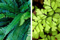 ferns deer sword and maidenhair