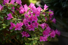 pink azalea shrub