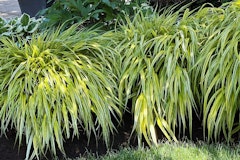 hakone grass hakonechloa macra in landscape