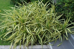 sedge grass ornamental in landscape