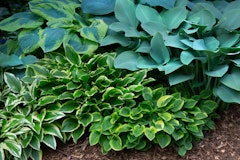 hostas shrub assorted