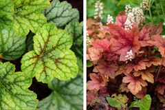 heuchera assorted colors perennial