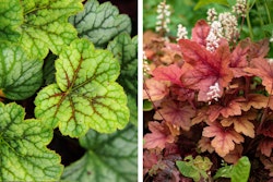 heuchera assorted colors perennial