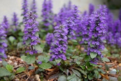 purple or blue ajuga groundcover