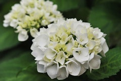 white hydrangea