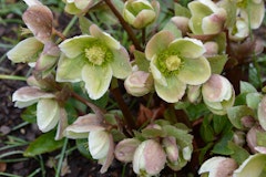 hellebore perennial