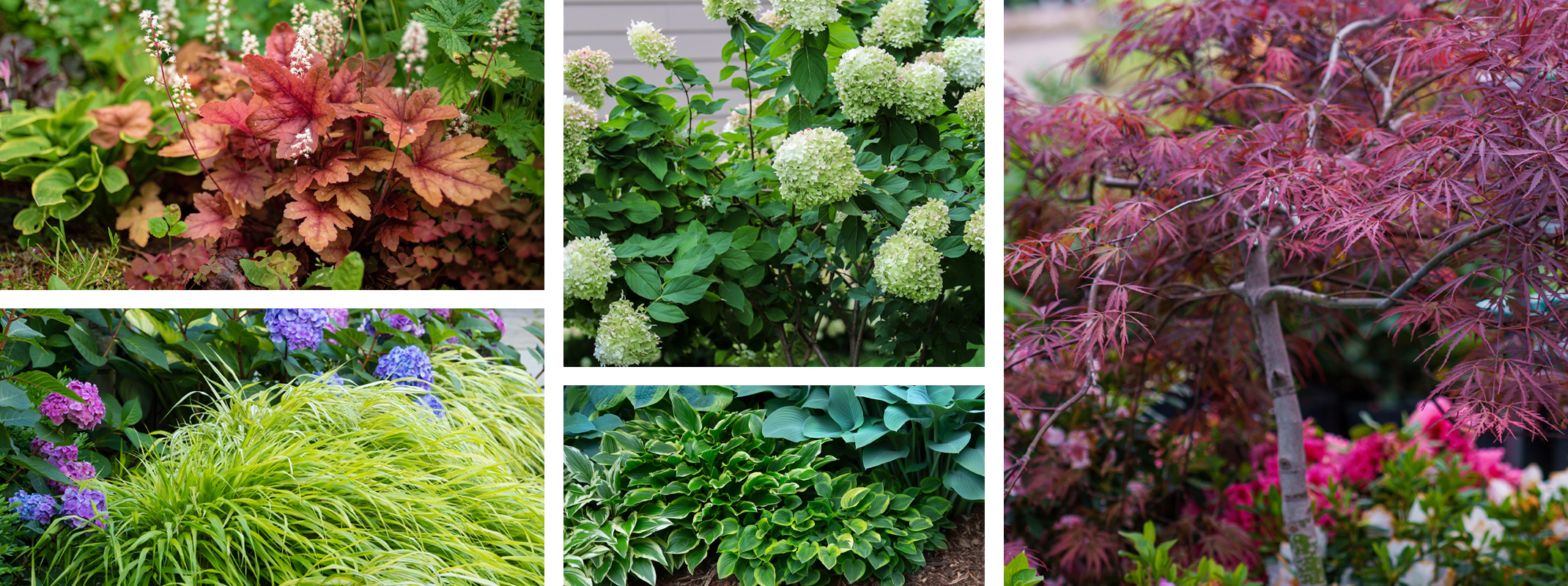 japanese maple  and the companion plants that look good with it grass, heuchera, hosta