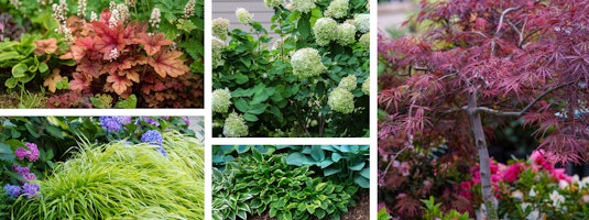 Companion Plants For Japanese Maple