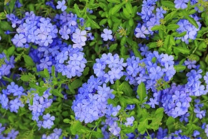 blue plumbago summerwinds arizona