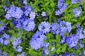 Blue flowers.
