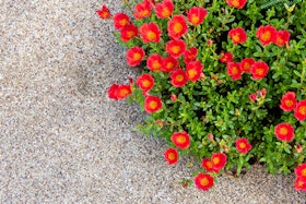 Red flowers.