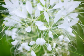 White flowers.