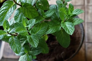 growing mint in a container