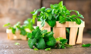 harvesting your mint