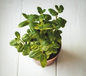 mint in pot